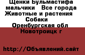 Щенки Бульмастифа мальчики - Все города Животные и растения » Собаки   . Оренбургская обл.,Новотроицк г.